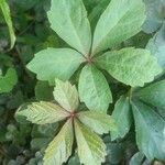 Parthenocissus quinquefolia 葉