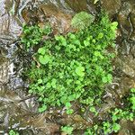 Chrysosplenium americanum عادت