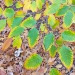 Fagus lucida Лист