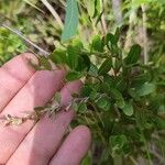 Chamaedaphne calyculata Blatt