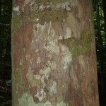 Ormosia melanocarpa Corteza
