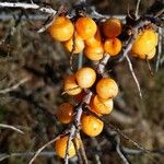 Hippophae rhamnoides Плод