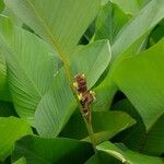 Calathea lutea Folio