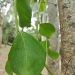 Dalbergia latifolia 葉