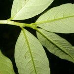 Erythroxylum macrophyllum Leaf