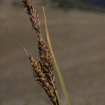 Carex spectabilis Fruto