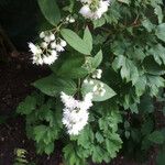 Deutzia scabra Цвят