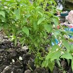 Ocimum americanum Хабит