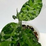 Aglaonema pictum Feuille