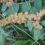 Spiraea douglasii Fiore