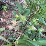 Tripodion tetraphyllum Blüte