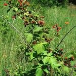 Rubus allegheniensis Vekstform