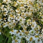 Montanoa hibiscifolia Kvet
