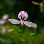 Bauhinia purpurea Квітка