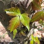 Toxicodendron radicans Ліст