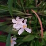 Eleutherine bulbosa Blüte