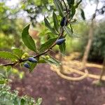 Berberis gagnepainii Frukt