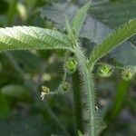 Caperonia palustris पत्ता