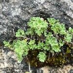 Teucrium rotundifolium Ліст