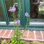 Mimulus ringensFlower