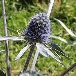 Eryngium planum Fiore