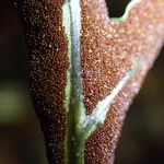Bolbitis auriculata Leaf