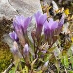 Gentianella ramosa Hoja