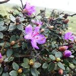 Rhododendron nivale Flower