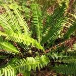 Blechnum spicant Hostoa