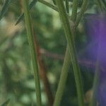 Astragalus onobrychis Кора