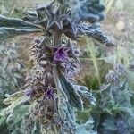 Marrubium alysson Flor
