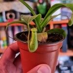 Nepenthes alata Hoja