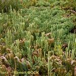 Lycopodium × oellgaardii ᱛᱟᱦᱮᱸ