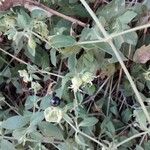 Silene baccifera Fruto