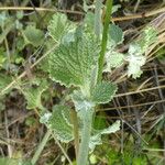 Marrubium vulgare Blad