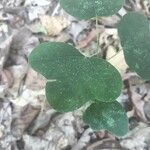 Passiflora lutea Leaf