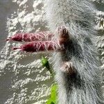 Cleistocactus strausii Virág
