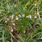 Euphrasia stricta പുഷ്പം