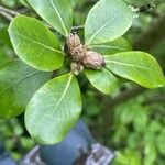 Pittosporum tenuifolium Leaf