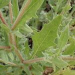 Crepis foetida Likasa