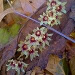 Chimonanthus praecox Кветка