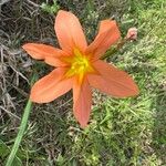 Moraea collina Flower