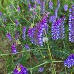 Vicia villosaFlower