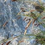 Carex frigida ফুল