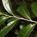 Diospyros salicifolia Blatt