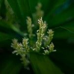 Dracaena angustifolia Flower