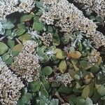 Polycarpaea nivea Flor