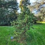 Pinus aristata 叶