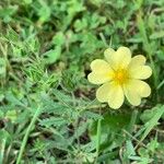 Potentilla rectaКвітка