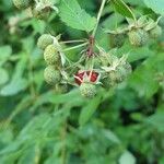 Rubus fraxinifolius Fruto